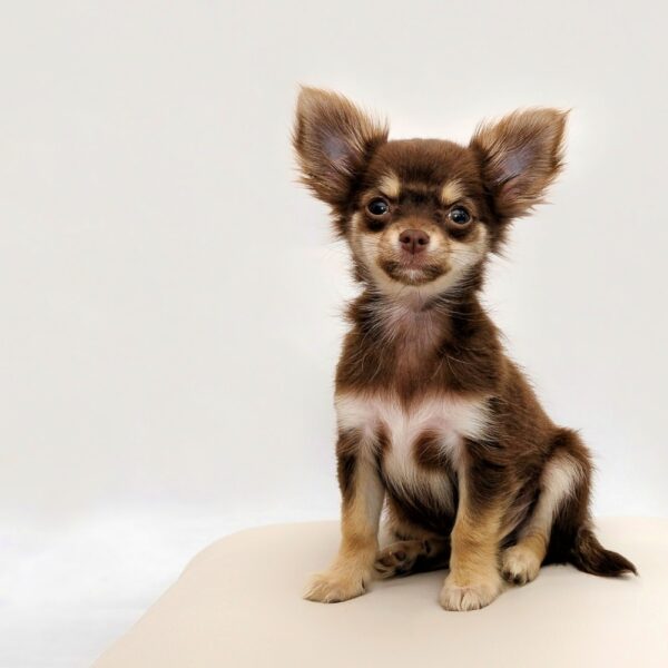 Chihuahua