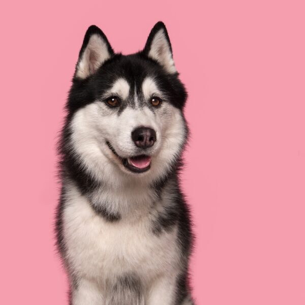 Husky?(Siberian)
