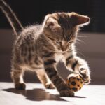 Indian Cat