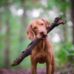 Vizla Hound Dog