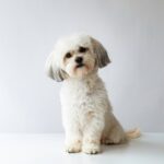 Shit Tzu