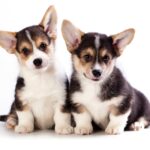 Corgi