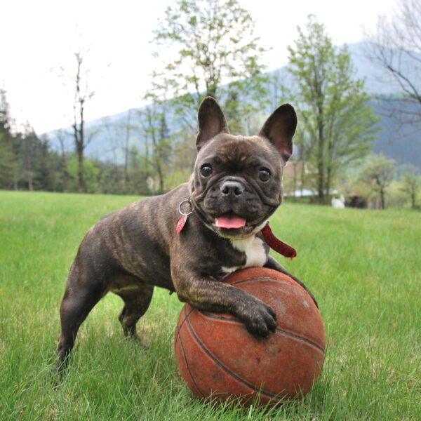 French Bulldog