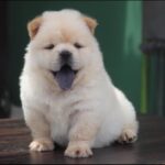 Chow Chow