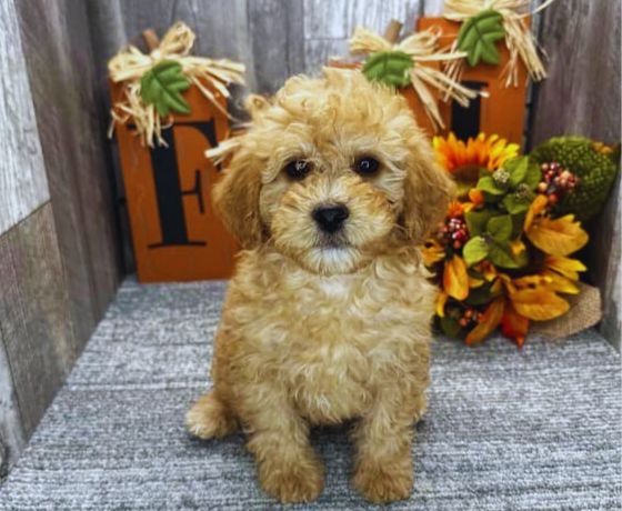 Cockapoo