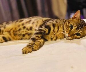 bengal