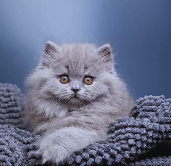 british longhair