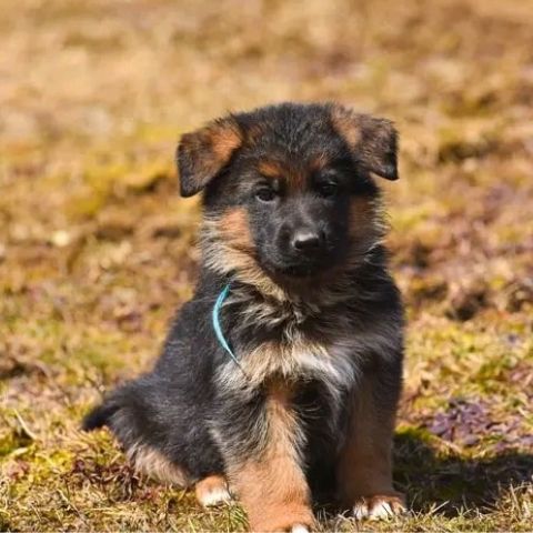 german shepherd