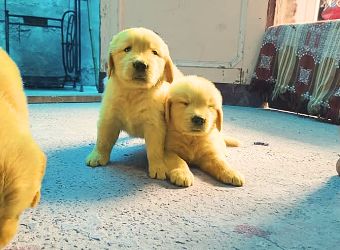 golden retriever