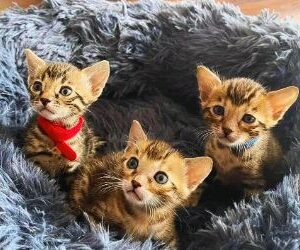 siberian