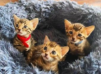 siberian